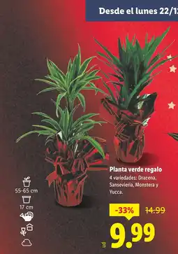 Lidl Planta verde regalo oferta