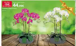 Costco Orquídea Phalaenopsis oferta