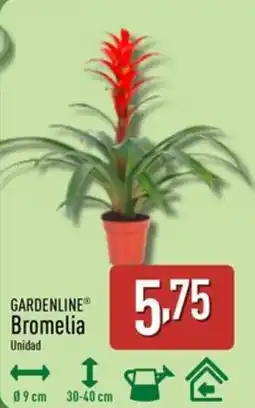 ALDI GARDENLINE Bromelia oferta