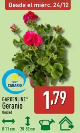ALDI GARDENLINE Geranio oferta
