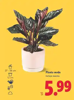 Lidl Planta verde oferta