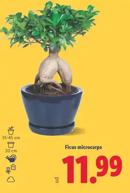 Lidl Ficus microcarpa oferta
