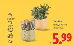 Lidl Cactus oferta