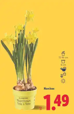 Lidl Narcisos oferta