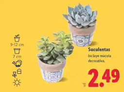 Lidl Suculentas oferta