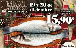 Gadis Lubina Imperial Acuicultura oferta