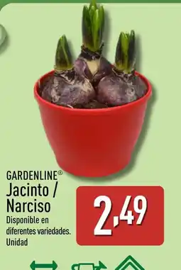 ALDI GARDENLINE Jacinto / Narciso oferta