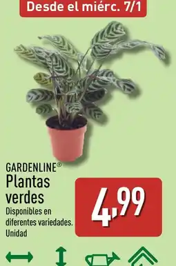 ALDI GARDENLINE Plantas verdes oferta