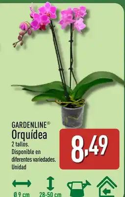 ALDI GARDENLINE Orquídea oferta