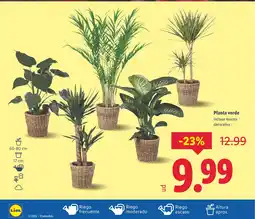 Lidl Planta verde oferta