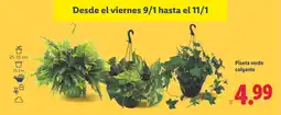 Lidl Planta verde colgante oferta