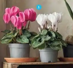 Alcampo Cyclamen oferta