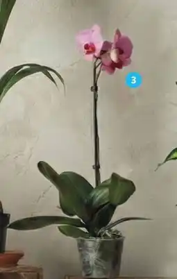 Alcampo Orquídea Phalenopsis oferta