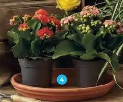 Alcampo Kalanchoe Calandiva oferta