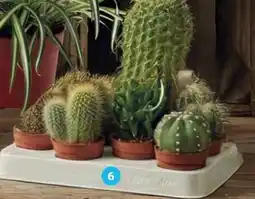 Alcampo Cactus y crasas oferta