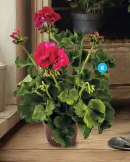 Alcampo Geranio oferta