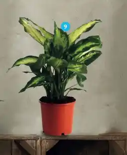 Alcampo Dieffenbachia oferta