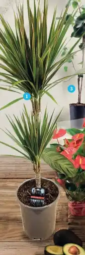 Alcampo Dracaena Marginata oferta