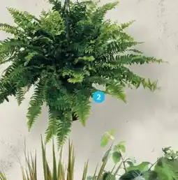 Alcampo Helecho macho Maceta oferta