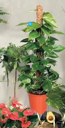 Alcampo Photo oferta