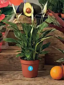 Alcampo Spathiphyllum oferta