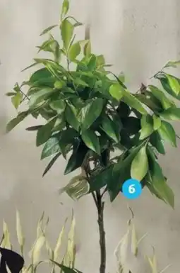 Alcampo Citrico oferta