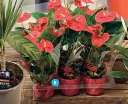 Alcampo Anthurium Maceta oferta