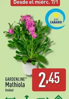 ALDI Gardenline - mathiola oferta