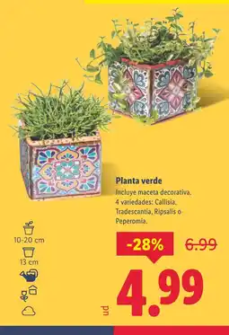 Lidl Planta verde oferta