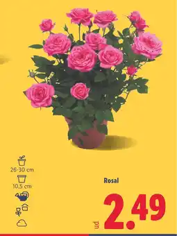 Lidl Rosal oferta
