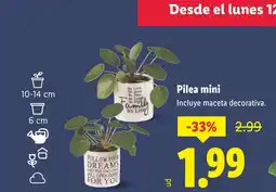 Lidl Pilea mini oferta