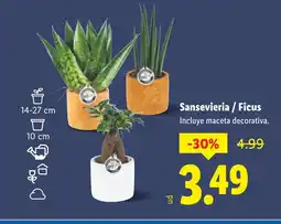 Lidl Sansevieria / Ficus oferta