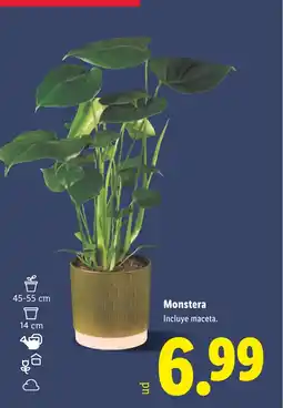 Lidl Monstera oferta