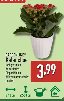 ALDI GARDENLINE Kalanchoe oferta