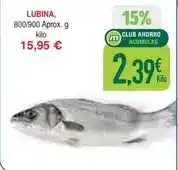 Masymas Lubina oferta