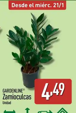 ALDI GARDENLINE Zamioculcas oferta