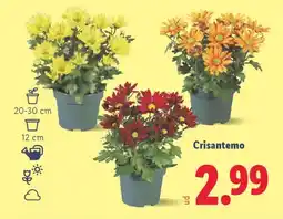Lidl Crisantemo oferta