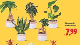 Lidl Planta verde maceta blanca oferta