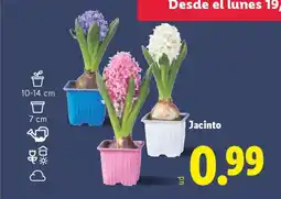 Lidl Jacinto oferta