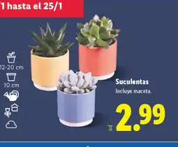 Lidl Suculentas oferta