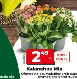 Dia Kalanchoe Mix oferta