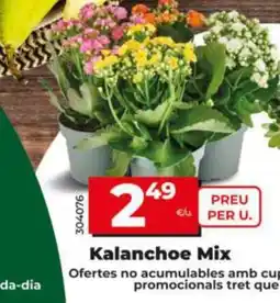 Maxi Dia Kalanchoe Mix oferta