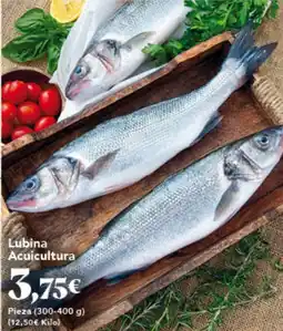 Gadis Lubina Acuicultura oferta