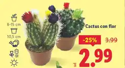 Lidl Cactus con flor oferta