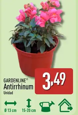 ALDI GARDENLINE Antirrhinum oferta