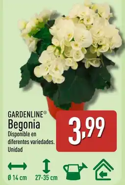 ALDI GARDENLINE Begonia oferta
