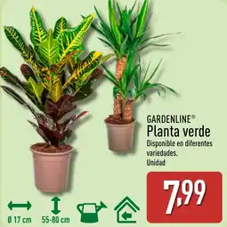 ALDI GARDENLINE Planta verde oferta