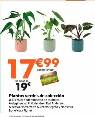 Plantas verdes de coleccion