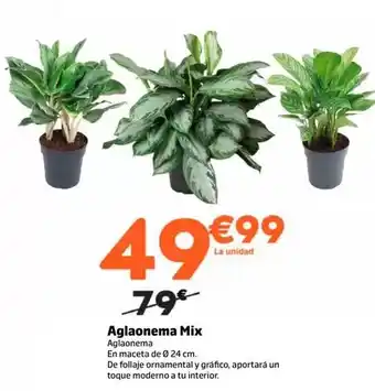 Aglaonema mix