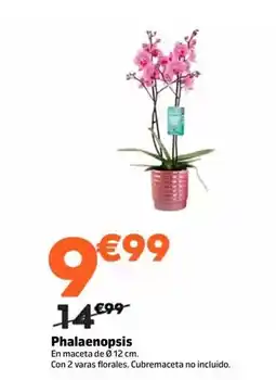 Jardiland Phalaenopsis oferta